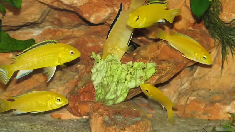 Yellows am Salatbuffet (durch den Blitz wirken die Farben etwas anders) von WSP (21)