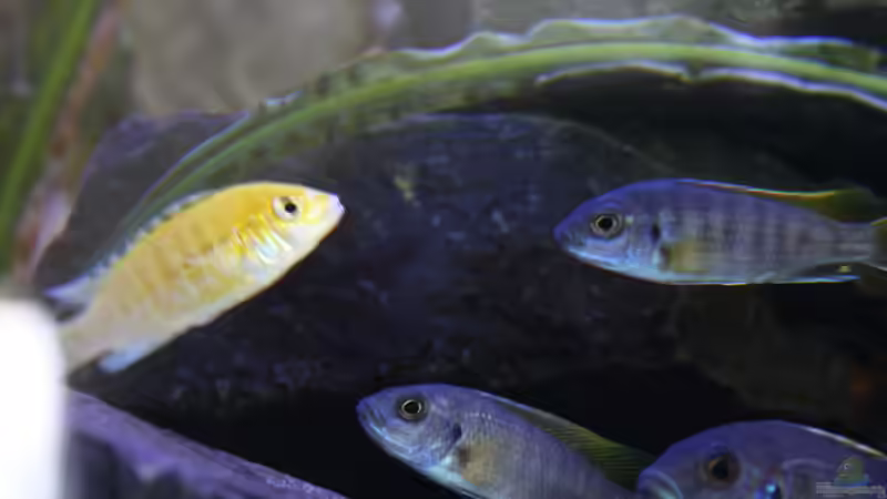 Yellow`s! (Es wird besser) von skipper1202 (19)