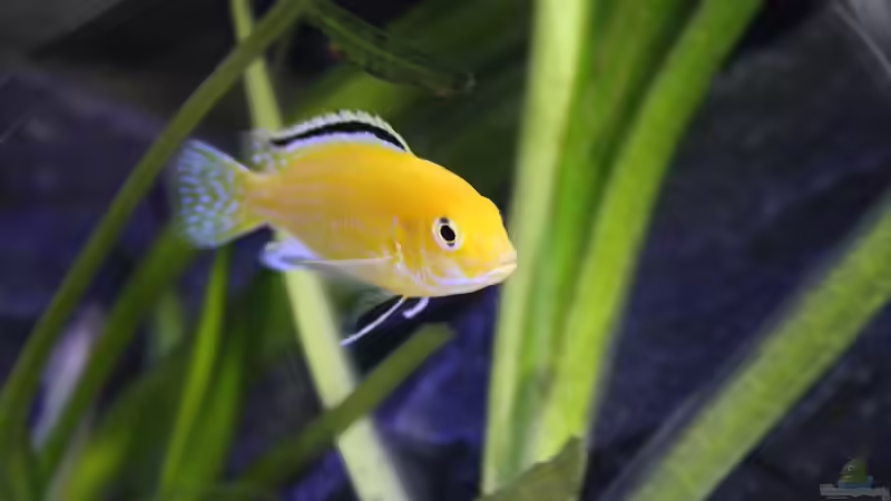 Yellow`s! (Es wird besser) von skipper1202 (21)