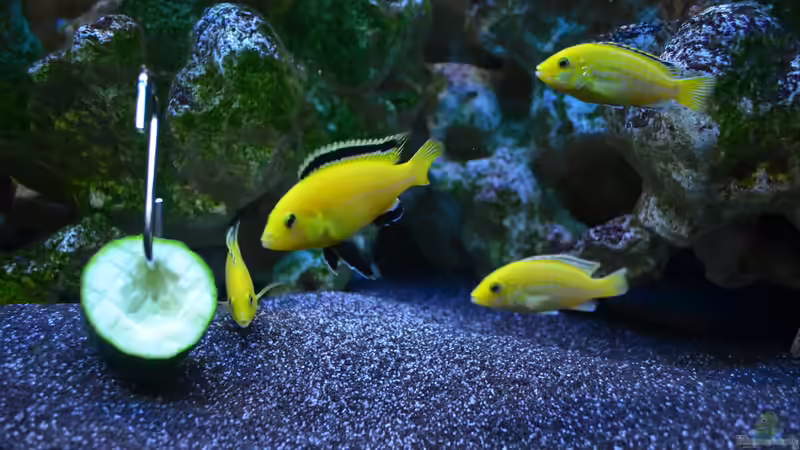 yellows mit lecker Gurke von Lordi (25)