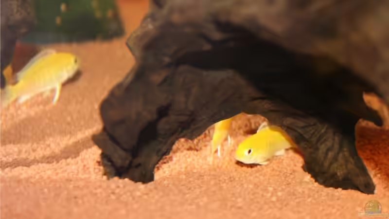 Yellow´s Nachwuchs ca.3Monate alt. (in getrenntem Aufzuchtbecken)  von M3z (36)