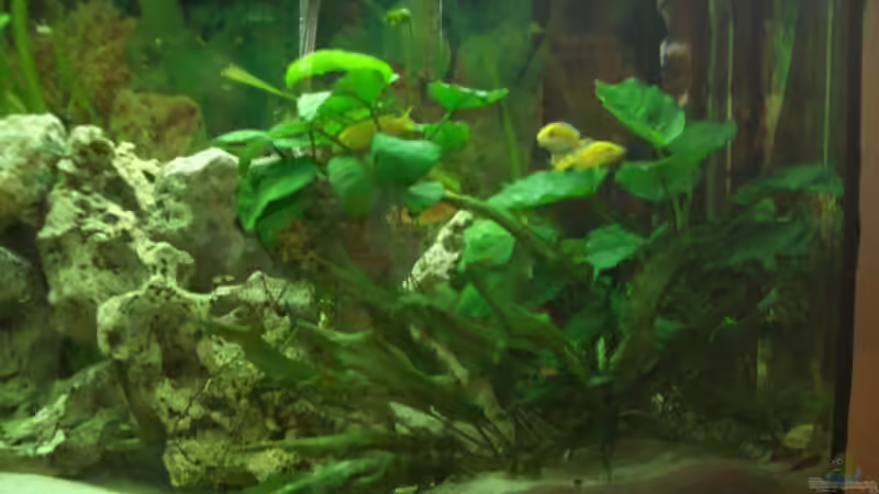 Yellows von Adrian Möker (14)