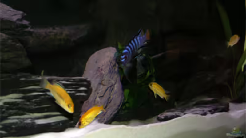 Yellows von Andre Lorenz (7)