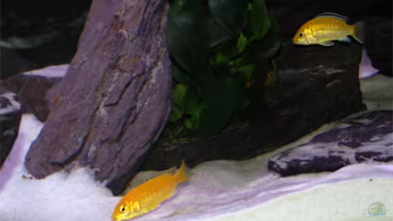 Yellows von Andre Lorenz (8)