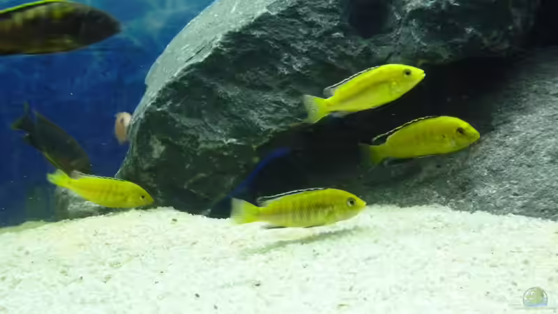 Yellows von Bandit12 (8)