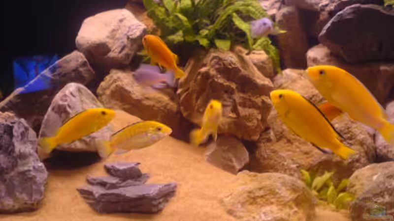 Yellows von Cindy Laumer (12)