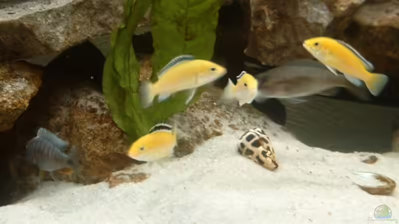 Yellows von Jerome Homann (13)