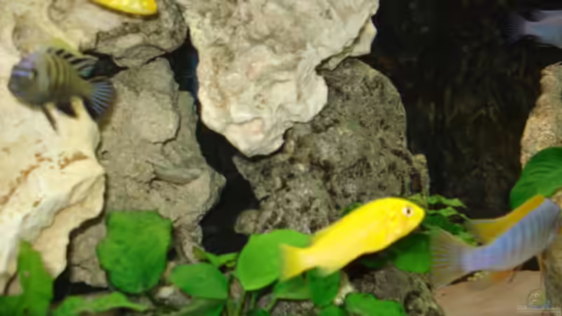 Yellows von Lukas Szewczyk (27)