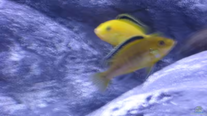 Yellows von Michael J. (15)