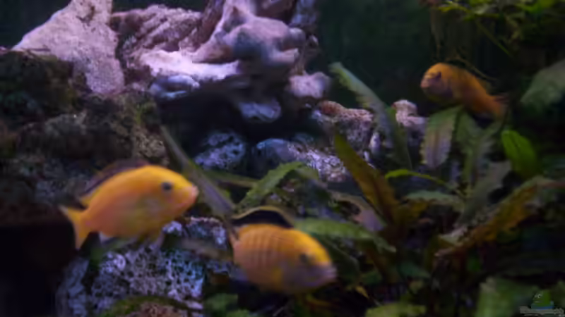 yellows von Niko P. (46)