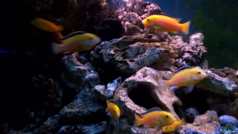 yellows von Niko P. (47)