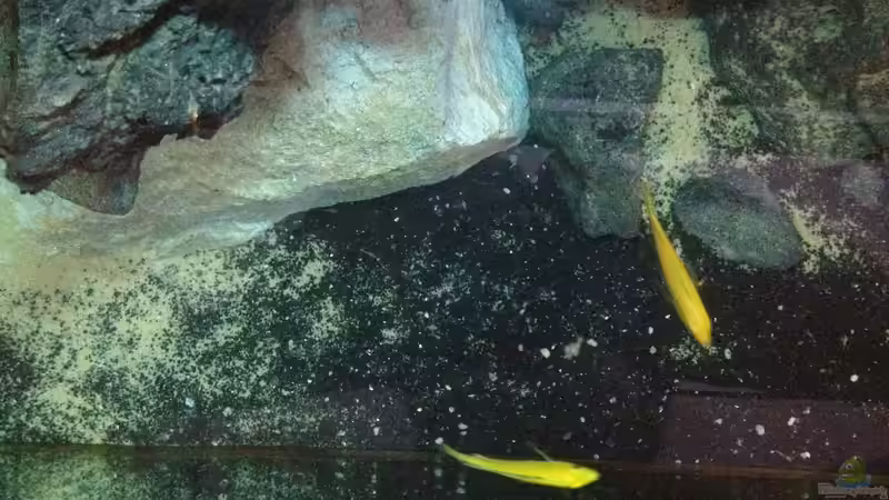 Yellows von oben von der Steirer (141)