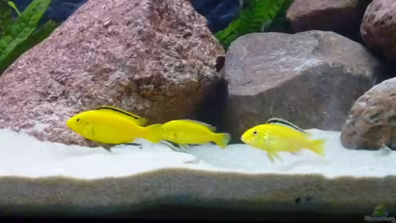 Yellowzug von Yellow Man (16)