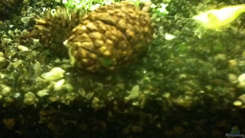 YF auf Erlenzapfen von Paul123 (17)