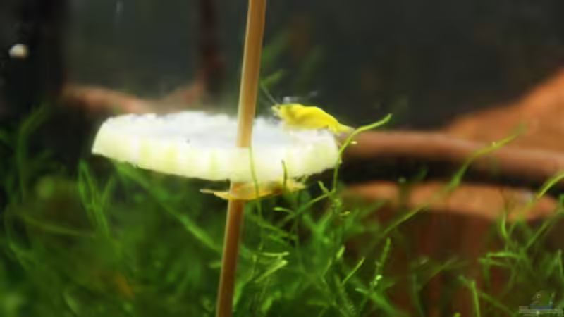 YF auf Gurke von Paul123 (8)