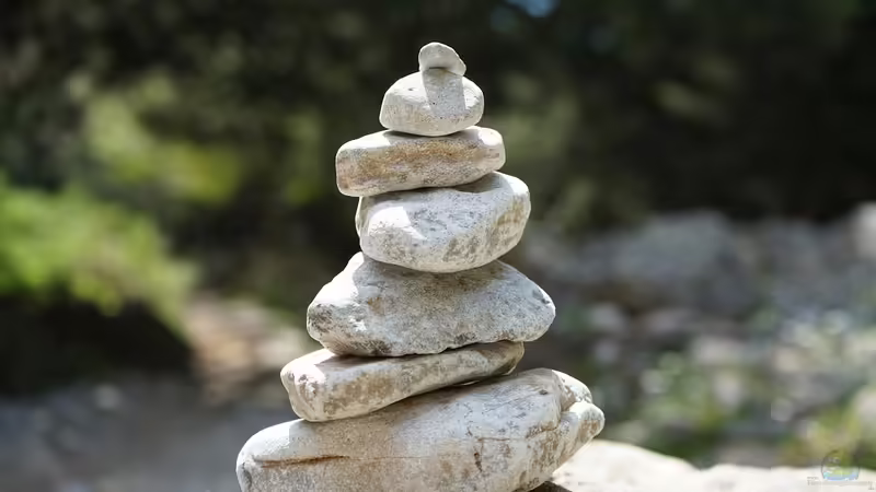 Ytong Steine im Terrarium: Kreative Gestaltungsideen und Praktische Tipps