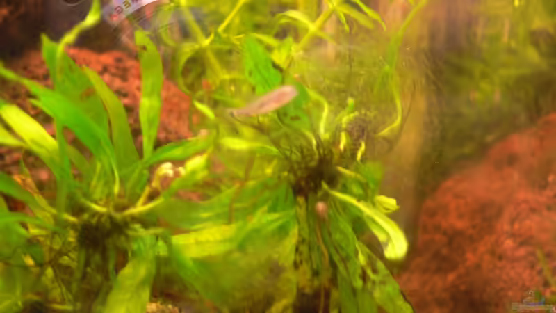 yunnanilus cruciatus, leider zu klein und zu schnell um sie scharf zu bekommen von Max Wolf (11)