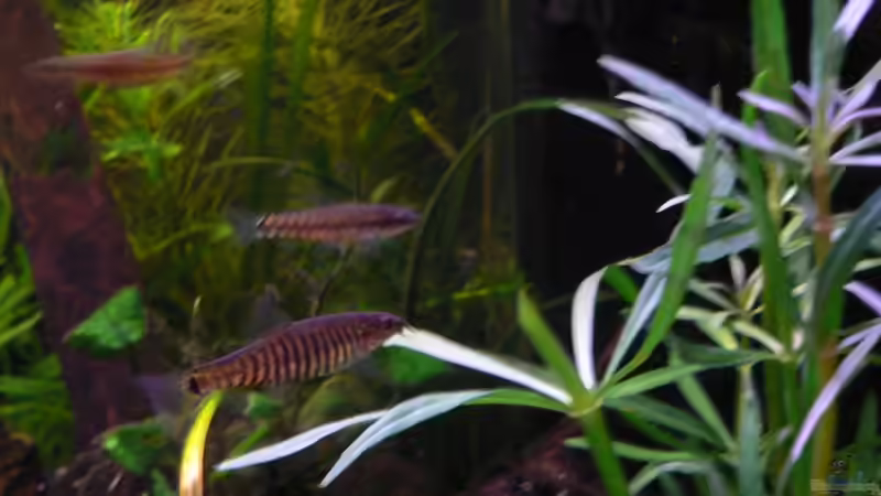 Aquarien mit Yunnanilus cruciatus (Tigerzwergschmerle)