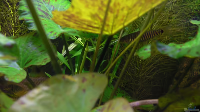 Yunnanilus cruciatus weibchen zwischen den Blattstielen eines Tiegerlotus von Max Wolf (15)