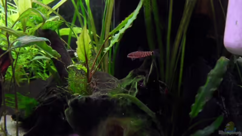 Aquarien mit Yunnanilus cruciatus (Tigerzwergschmerle)