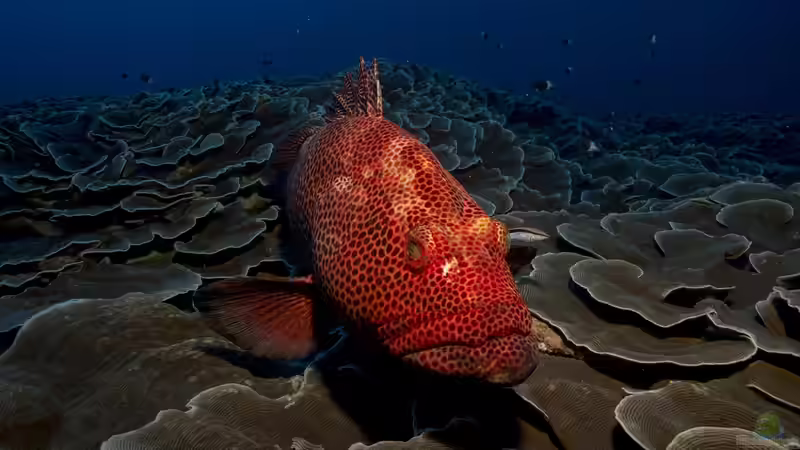 Zackenbarsche: Faszinierende Raubfische der Meere