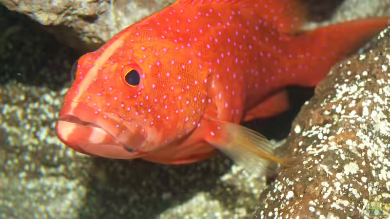 Zackenbarsche: Faszinierende Raubfische der Meere