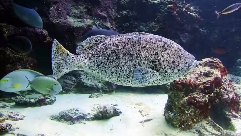 Zackenbarsche: Faszinierende Raubfische der Meere