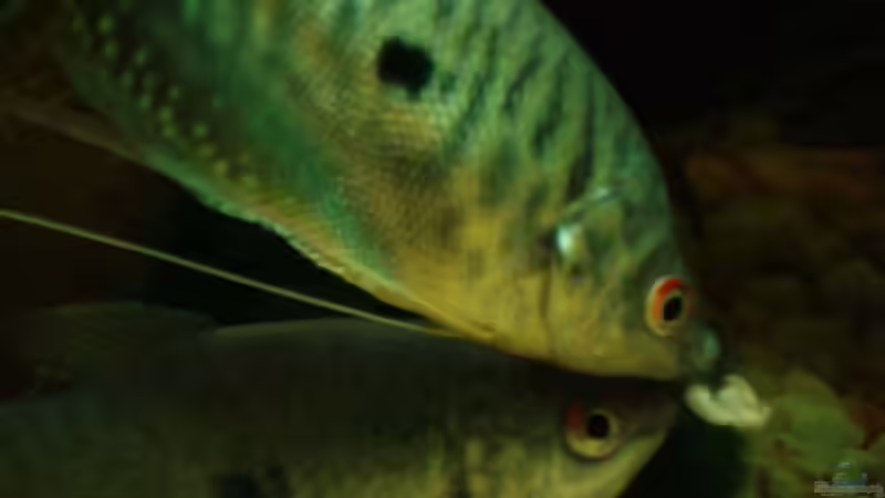 zärtliches teilen der Haferflocken von Meike J. (11)