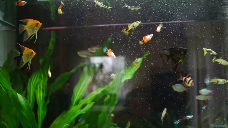 Zahlreiche fische von Thomas Rehkemper (9)