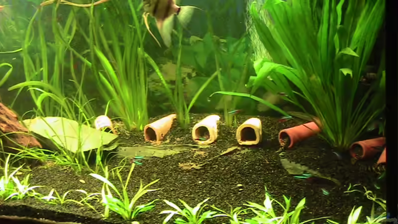 Zahlreiche Höhlen von ManiacT (6)