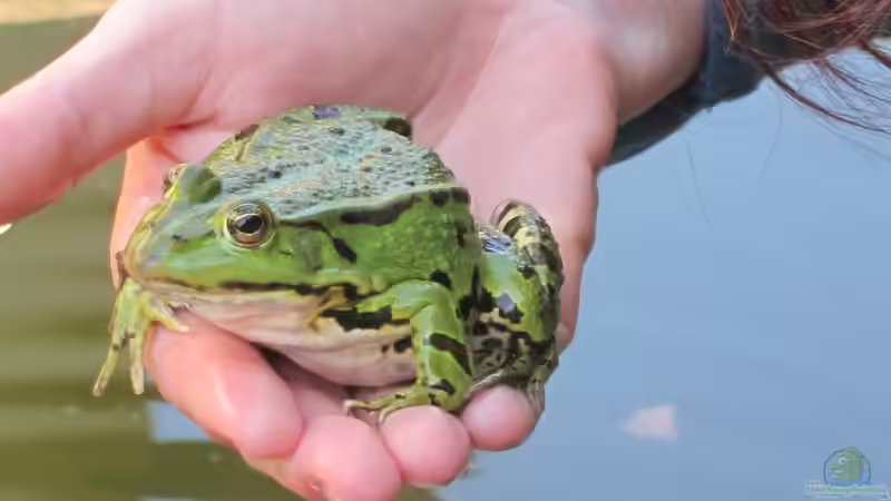 zahmer Frosch im letzten Sommer  von Lily (30)