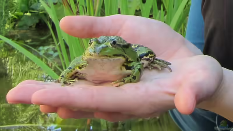 zahmer Frosch im letzten Sommer  von Lily (32)