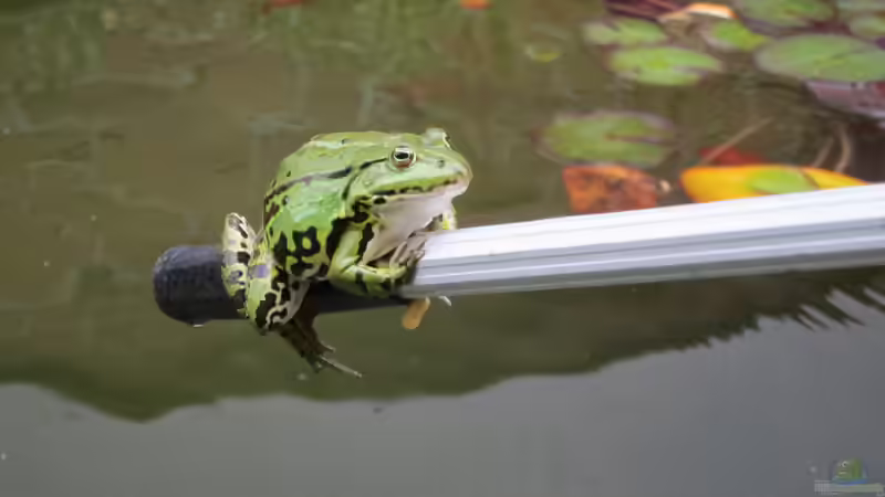 zahmer Frosch im letzten Sommer  von Lily (33)