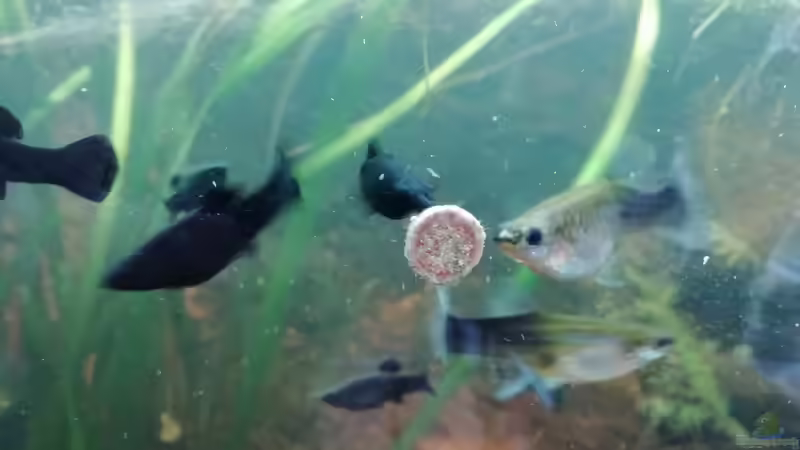 Zahnkarpfen  11.03.2019 von - Stephen - (33)