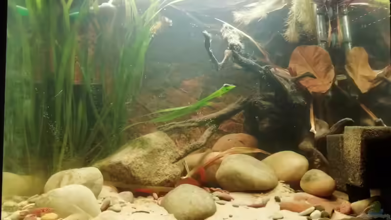 ´Zahnkarpfenbach´ vor Umzug von - Stephen - (15)