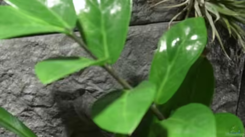 Zamioculcas zamiifolia von Miguel (20)