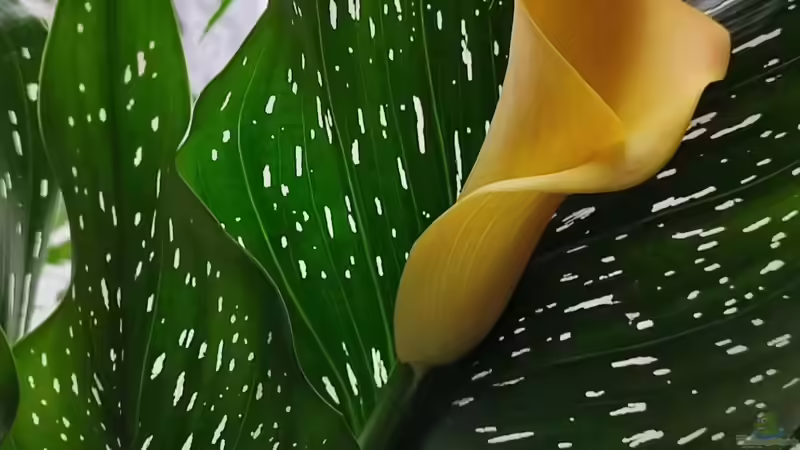 Zantedeschia albomaculata / Gefleckte Calla