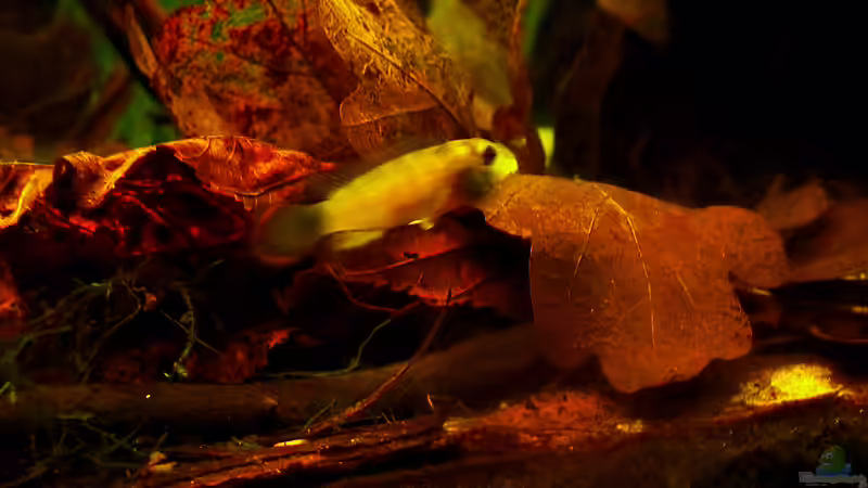 ZBB-Panda-w-1 von Mario74 (24)