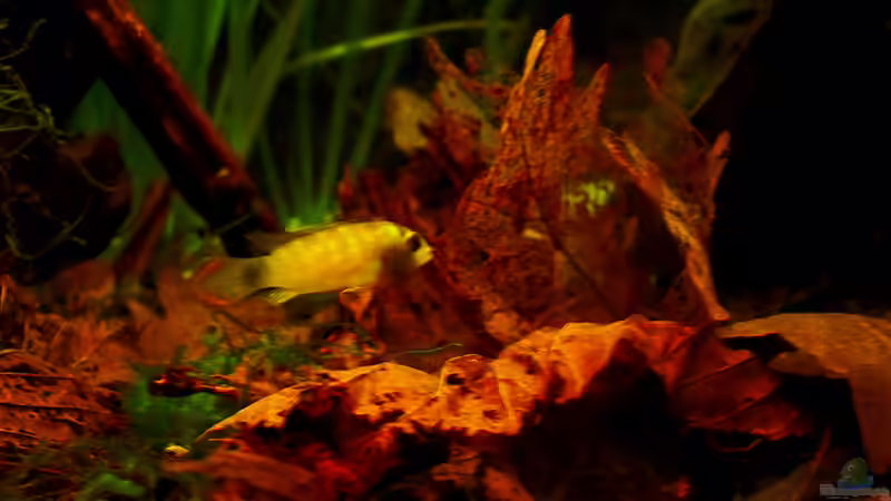 ZBB-Panda-w von Mario74 (26)