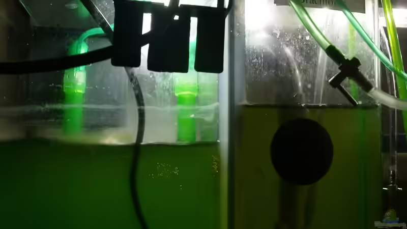 ZC-Planktonreaktor von Bacalhau (12)