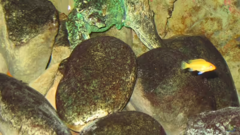 Zebr Nachwuchs-Weibchen von Pille (23)