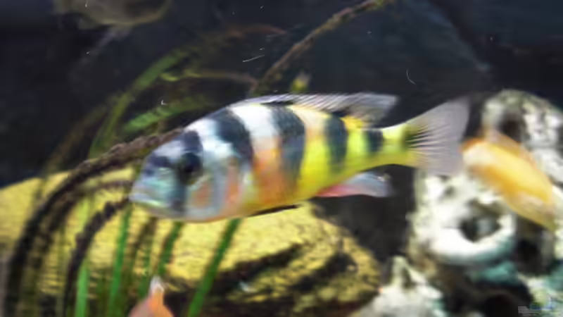 Zebra - Obliquidens m von pennywise (4)