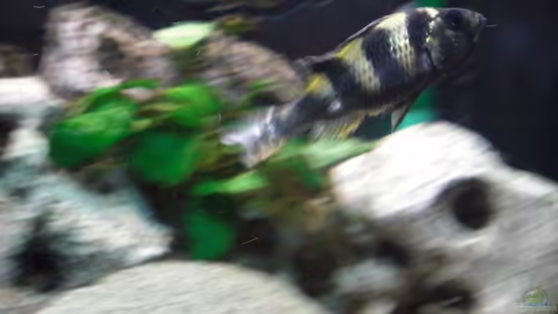 Zebra - Obliquidens w von pennywise (5)