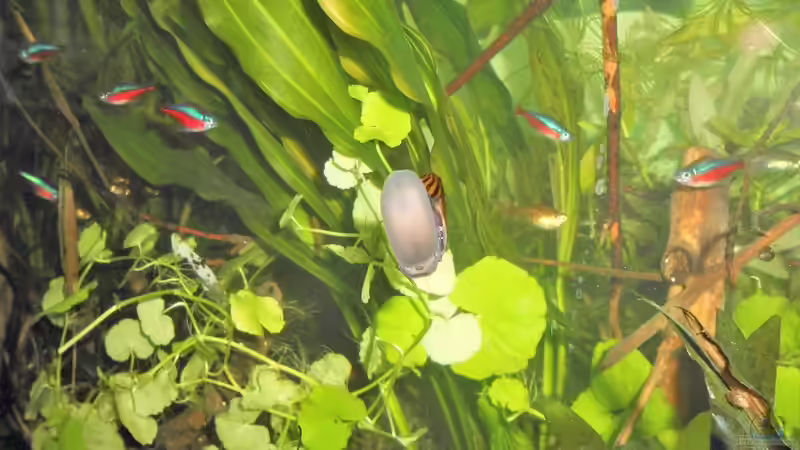 Zebra - Rennschnecke u. Rote Neons   von odin 68 (182)