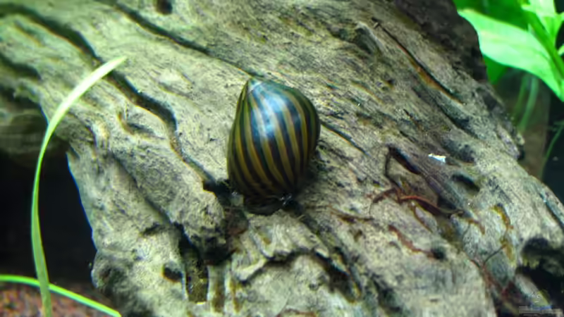 Zebra - Rennschnecke von matze81 (22)