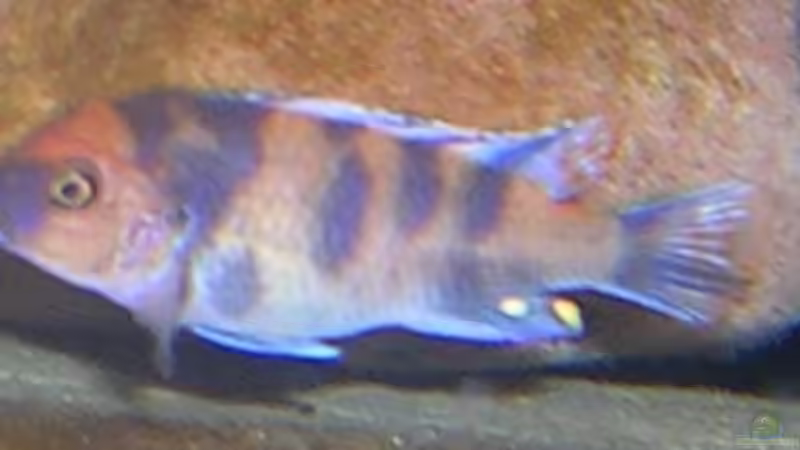 Zebra, genauer Name unbekannt von Karl-Heinz Krings (4)