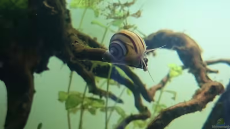 Zebra-Apfelschnecke  von Aquaristik-Padawan (37)
