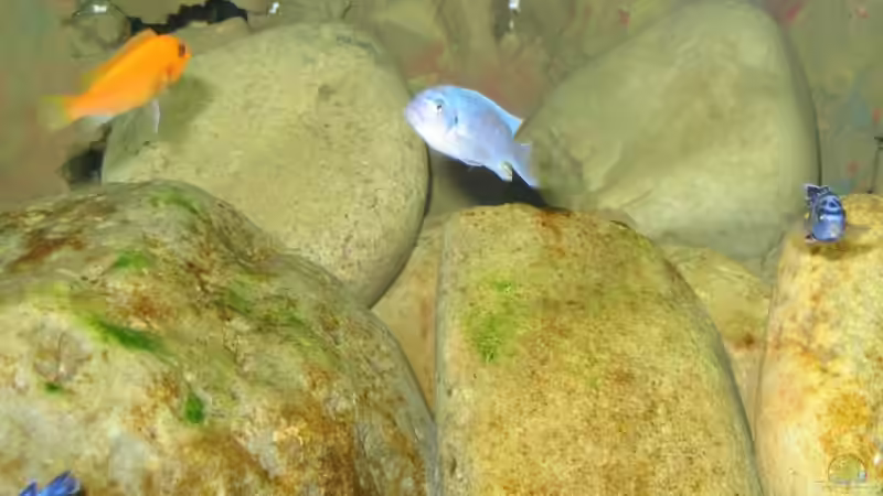 Zebra blau / rot -  Männchen beim umfärben von Pille (12)