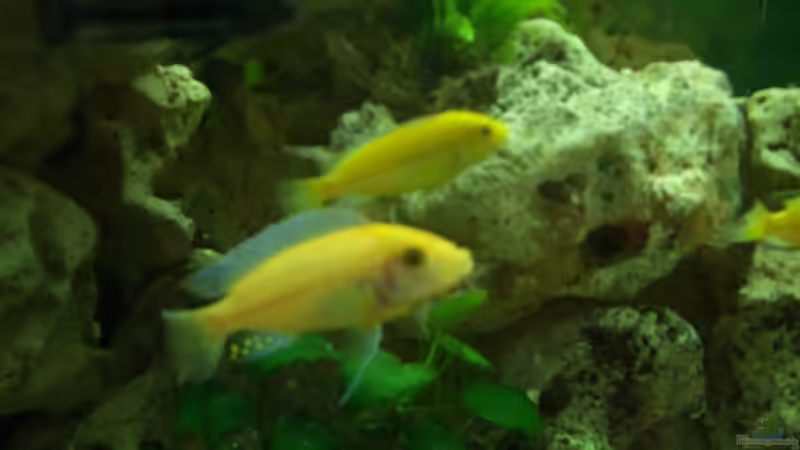 Zebra Bock und Yellow von Adrian Möker (17)