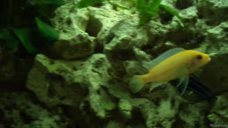 Zebra Bock von Adrian Möker (15)